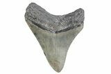 Juvenile Megalodon Tooth - North Carolina #370427-1